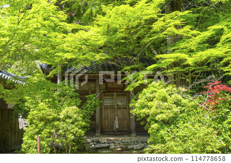 Fresh greenery in Kyoto: Jingoji Temple Jizoin Fresh greenery in Kyoto: Jingoji Temple Jizoin 114778658