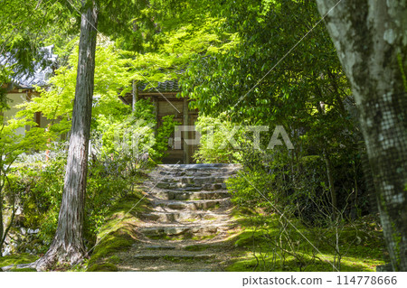 Fresh greenery in Kyoto: Jingoji Temple Jizoin 114778666