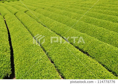 Obuchi Sasaba Tea Field, Shizuoka Obuchi Sasaba Tea Field, Shizuoka 114778776