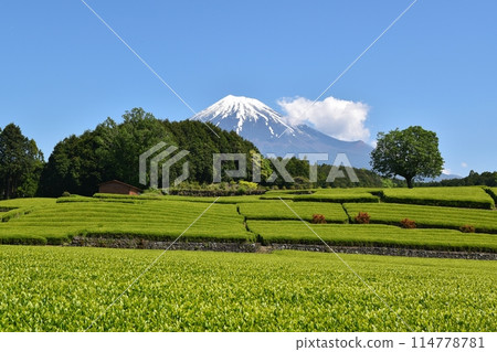 Mount Fuji and Obuchi Sasaba, Shizuoka Mount Fuji and Obuchi Sasaba, Shizuoka 114778781