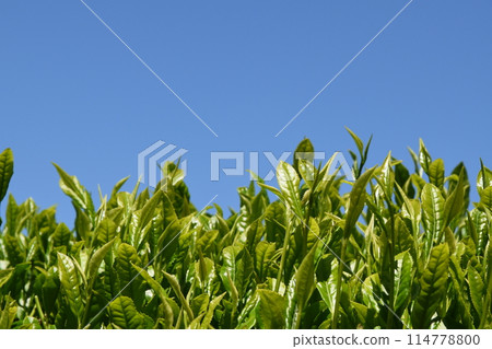 Obuchi Sasaba Tea Leaves, Shizuoka 114778800