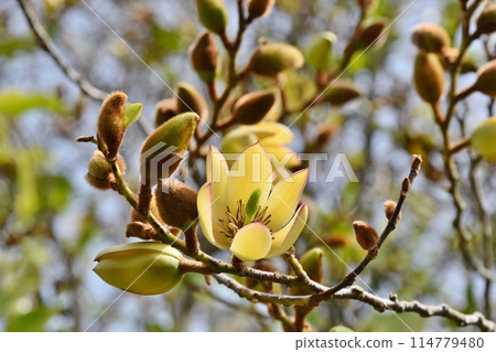 Karatane Ogatama Flowers, Tochigi 114779480
