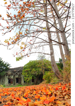 木棉花 木棉花 114779627