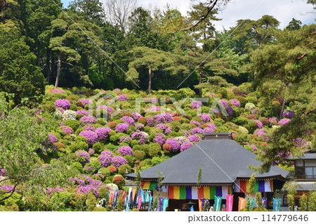 Azalea Festival at Shiofune Kannonji Temple, Tokyo 114779646