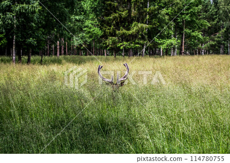 A deer is resting in the tall grass. masking animals in their natural habitat. Wildlife A deer is resting in the tall grass. masking animals in their natural habitat. Wildlife 114780755