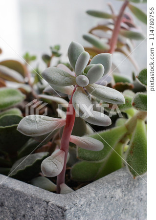 improper care of succulents. elongated plants due to lack of light and water improper care of succulents. elongated plants due to lack of light and water 114780756