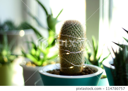 Christmas tree made of cactus, decorated with a Christmas garland, in the home interior. Indoor plant 114780757