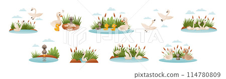 Ugly Duckling Fairy Tale with Little Birdie Vector Set Ugly Duckling Fairy Tale with Little Birdie Vector Set 114780809