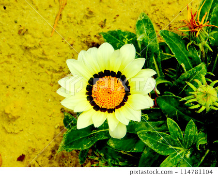 Gazania flower and green leaves on ground. Gazania flower and green leaves on ground. 114781104