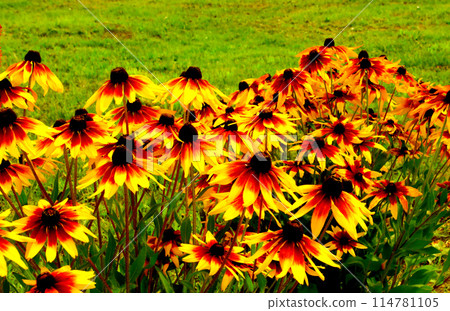 Rudbeckia flowers in the green grass. Rudbeckia flowers in the green grass. 114781105