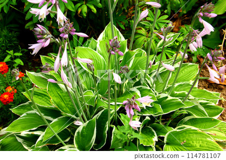 Hosta plant with flowers and green leaves. Hosta plant with flowers and green leaves. 114781107