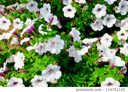 White petunia flower on the ground. 114781110