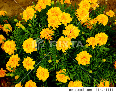 Marigold flowers in the green grass. 114781111