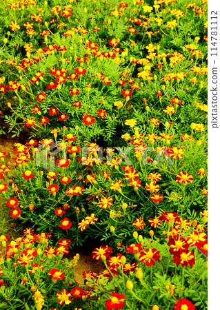 Marigold flowers in the green grass. 114781112