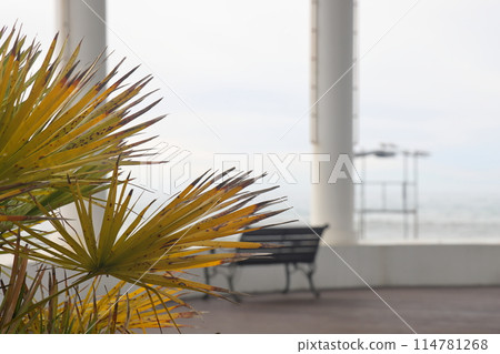 Yellow palm leaves against the background of a bench, white columns and the sea, Sochi, March 2022. 114781268