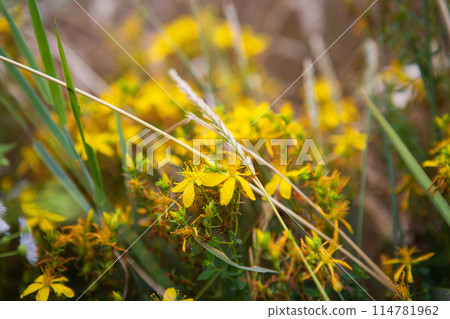 Beautiful yellow St. John's wort in the middle of a wheat field, close-up, medical harvest. 114781962
