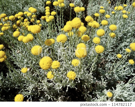 棉尾草，盛開 114782117