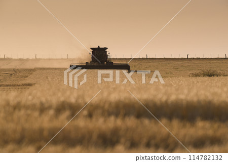 Harvester machine, harvesting in the Argentine countryside, Buenos Aires province, Argentina. 114782132