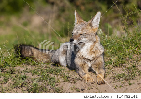 Pampas Grey fox yawning ,in Pampas grass environment, La Pampa province, Patagonia, Argentina. 114782141