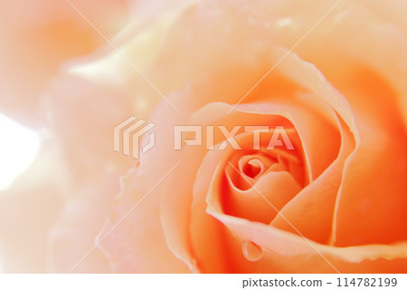 在玫瑰園看到的玫瑰花 在玫瑰園看到的玫瑰花 114782199