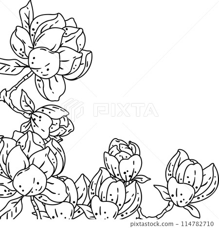 Background with magnolia. Beautiful decorative plants. 114782710