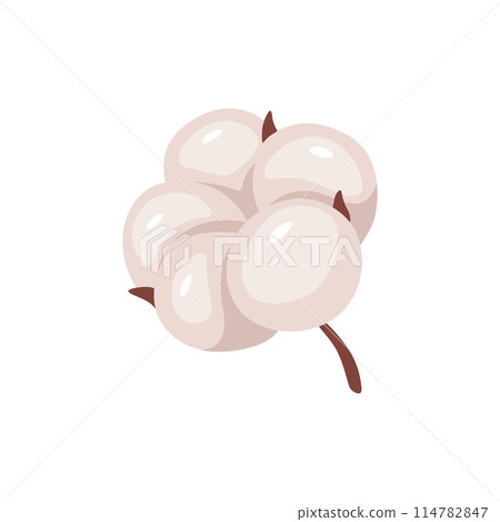 Illustration fluffy blooming flower of white cotton Illustration fluffy blooming flower of white cotton 114782847