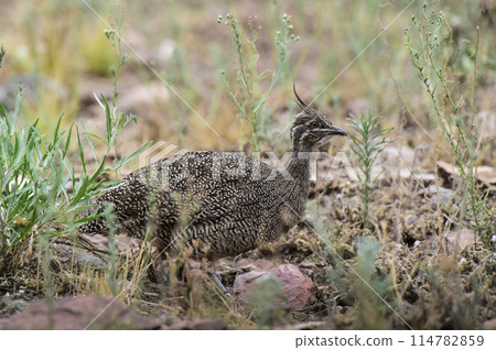 Elegant crested tinamou, Eudromia elegans, Pampas grassland environment, La Pampa province, Patagonia, Argentina. Elegant crested tinamou, Eudromia elegans, Pampas grassland environment, La Pampa province, Patagonia, Argentina. 114782859