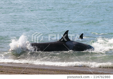 Orca patrolling the shoreline, Peninsula Valdes, Patagonia, Argentina. Orca patrolling the shoreline, Peninsula Valdes, Patagonia, Argentina. 114782860