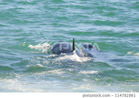 Orca patrolling the shoreline, Peninsula Valdes, Patagonia, Argentina. 114782861