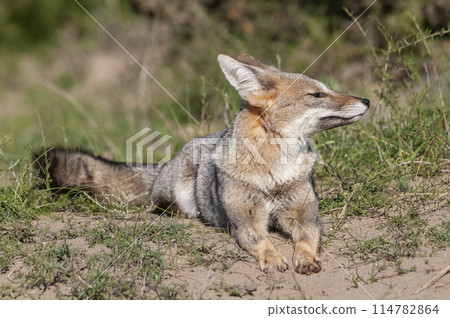 Pampas Grey fox yawning ,in Pampas grass environment, La Pampa province, Patagonia, Argentina. Pampas Grey fox yawning ,in Pampas grass environment, La Pampa province, Patagonia, Argentina. 114782864