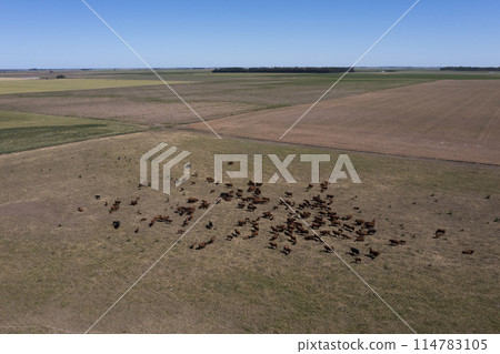 Aerial view of a troop of steers for export, cattle raised with natural pastures in the Argentine countryside. Aerial view of a troop of steers for export, cattle raised with natural pastures in the Argentine countryside. 114783105