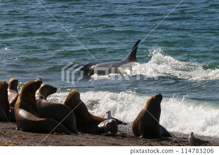 Orca patrolling the shoreline, Peninsula Valdes, Patagonia, Argentina. 114783206