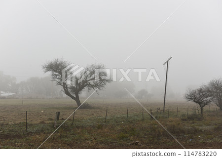 Lonely tree in thick fog at dawn, in Pampas Landscape, La Pampa Province, Patagonia, Argentina. Lonely tree in thick fog at dawn, in Pampas Landscape, La Pampa Province, Patagonia, Argentina. 114783220