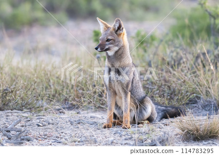 Pampas Grey fox in Pampas grass environment, La Pampa province, Patagonia, Argentina. Pampas Grey fox in Pampas grass environment, La Pampa province, Patagonia, Argentina. 114783295