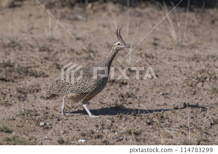 Elegant crested tinamou, Eudromia elegans, Pampas grassland environment, La Pampa province, Patagonia, Argentina. Elegant crested tinamou, Eudromia elegans, Pampas grassland environment, La Pampa province, Patagonia, Argentina. 114783299