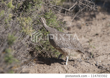 Elegant crested tinamou, Eudromia elegans, Pampas grassland environment, La Pampa province, Patagonia, Argentina. Elegant crested tinamou, Eudromia elegans, Pampas grassland environment, La Pampa province, Patagonia, Argentina. 114783302