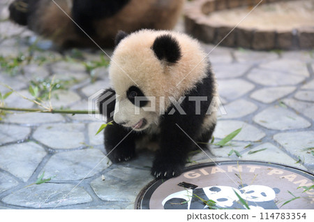 沙灘玩竹子 沙灘玩竹子 114783354