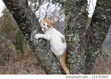 貓咪爬櫻花樹 114783485
