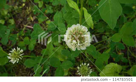 White clover White clover 114783501