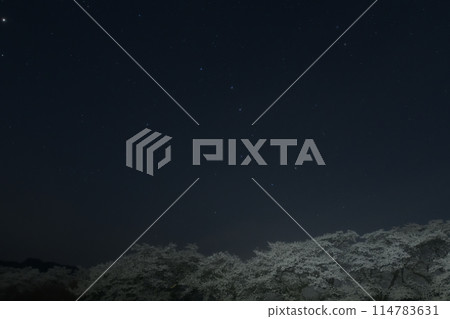The Big Dipper above the cherry blossom trees in Mahara, Mukawa-cho, Hokuto City The Big Dipper above the cherry blossom trees in Mahara, Mukawa-cho, Hokuto City 114783631