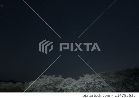 The Big Dipper above the cherry blossom trees in Mahara, Mukawa-cho, Hokuto City The Big Dipper above the cherry blossom trees in Mahara, Mukawa-cho, Hokuto City 114783633