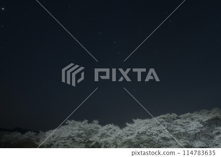 The Big Dipper above the cherry blossom trees in Mahara, Mukawa-cho, Hokuto City 114783635