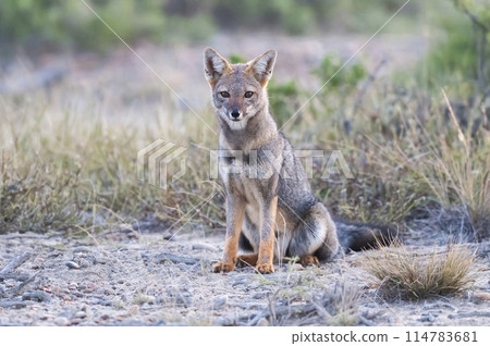 Pampas Grey fox in Pampas grass environment, La Pampa province, Patagonia, Argentina. 114783681
