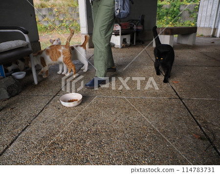 Cute cats eating together Cute cats eating together 114783731