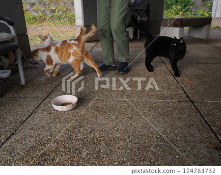 Cute cats eating together Cute cats eating together 114783732