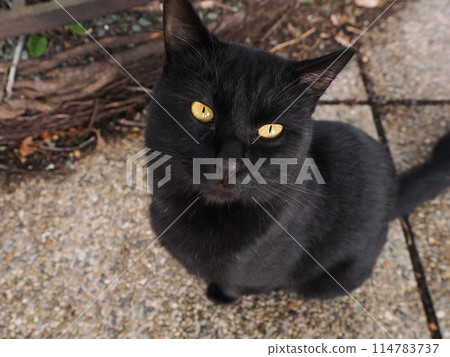 可愛的貓咪一起吃飯 114783737