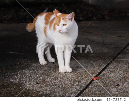 Cute cats eating together 114783742