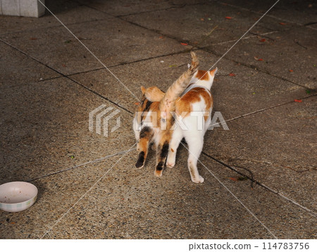 Cute cats eating together 114783756