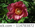 Hybrid peonies blooming in the garden 114783872