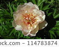 Hybrid peonies blooming in the garden 114783874